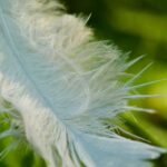 White feather