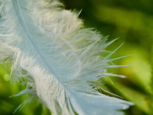 White feather